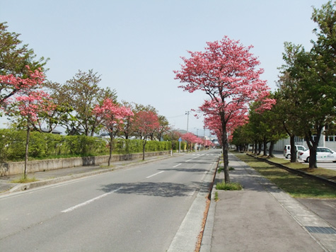 河北町のハナミズキ