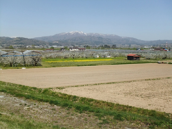 山形県河北町（山菜採り）