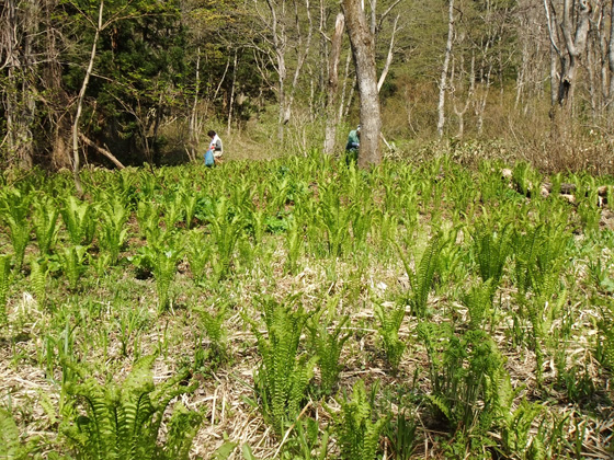 山形で山菜採り