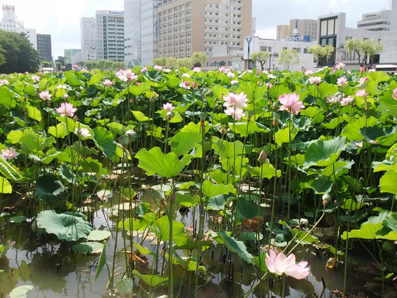 秋田市・千秋公園の風景