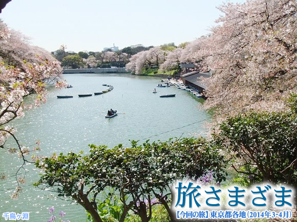 東京の桜