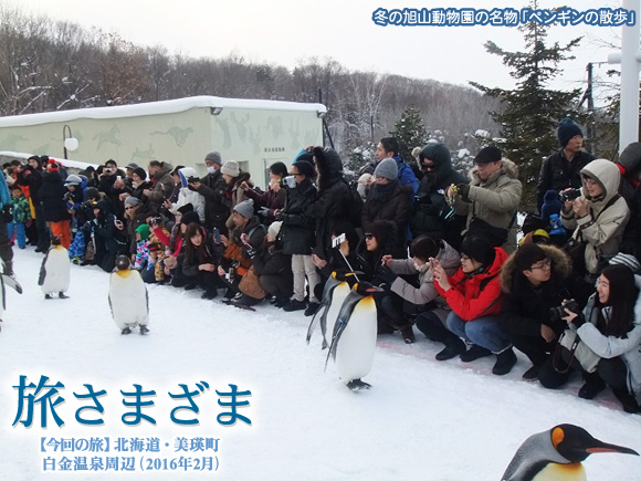 北海道 美瑛 白金温泉（旭山動物園のペンギンの散歩）